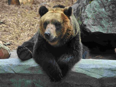 ヒゲクマ|ヒゲクマ：特徴、体重、サイズ、生息地、写真など